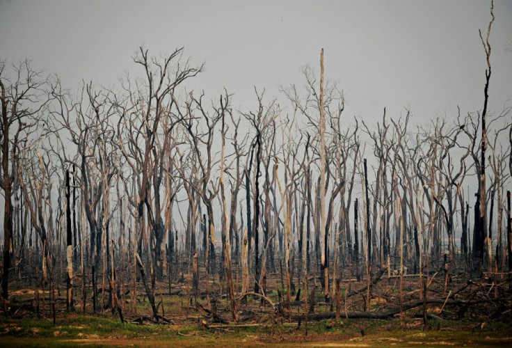 The number of forest fires in the Brazilian Amazon in July 2020 rose 28 percent from the same month a year ago, satellite data show