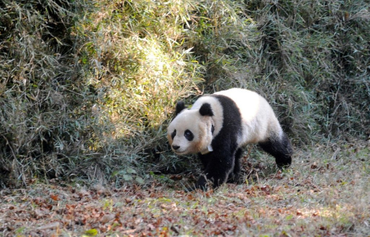 The giant panda is seen as an 'umbrella' species because its conservation is considered to help many less well-known animals, plants and birds