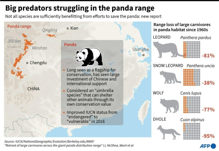 Graphic showing pandas' habitat in China, plus data on large carnivores in the area