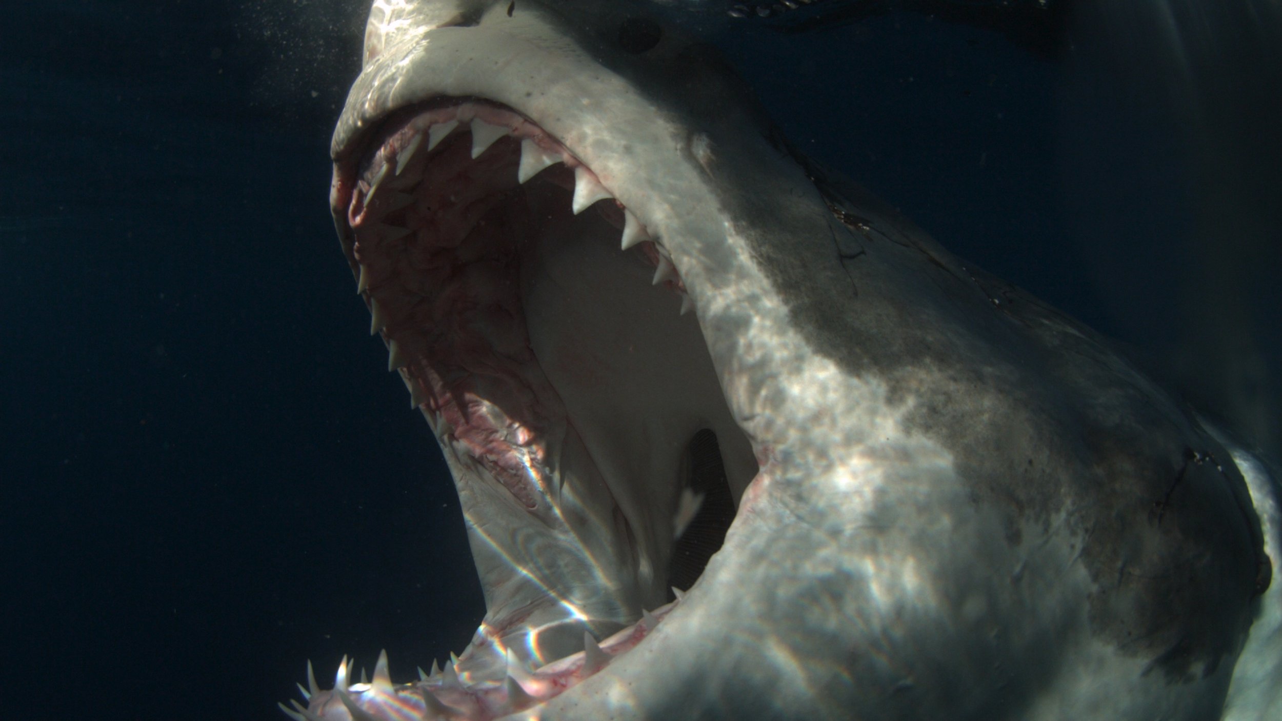 When Does Shark Week Start Full Schedule Released By Discovery Channel Ibtimes