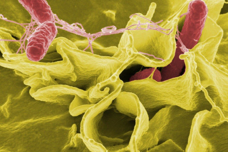 salmonella bacteria outbreak