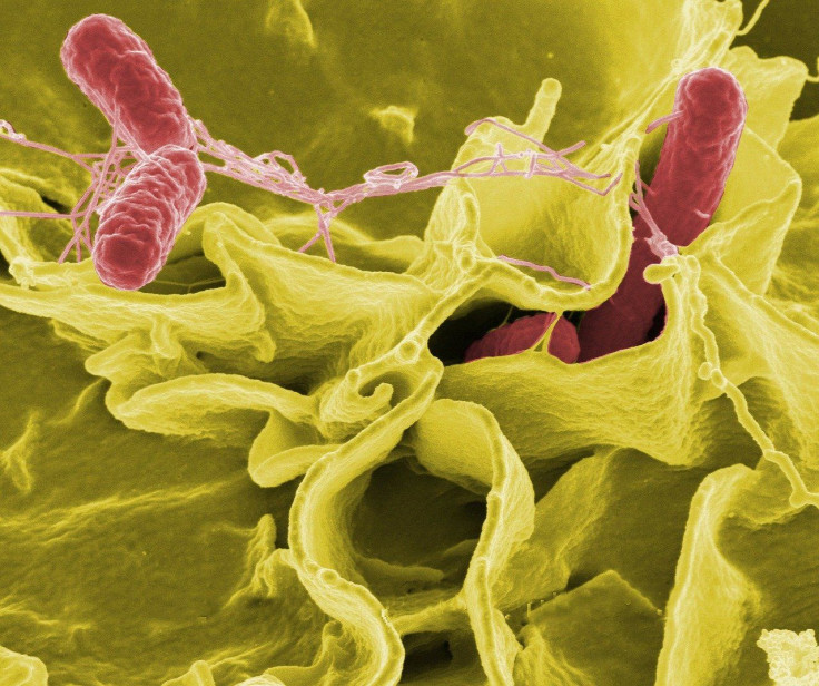 salmonella bacteria outbreak
