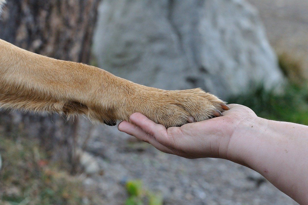 Hand sanitizer 2025 on dog paws