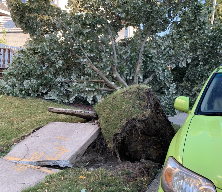 queens tree