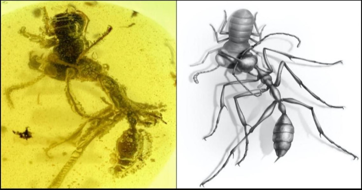 Hell Ant