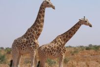 West African or Niger giraffes, the last of which are in southwestern Koure, near where the attack on French tourists took place