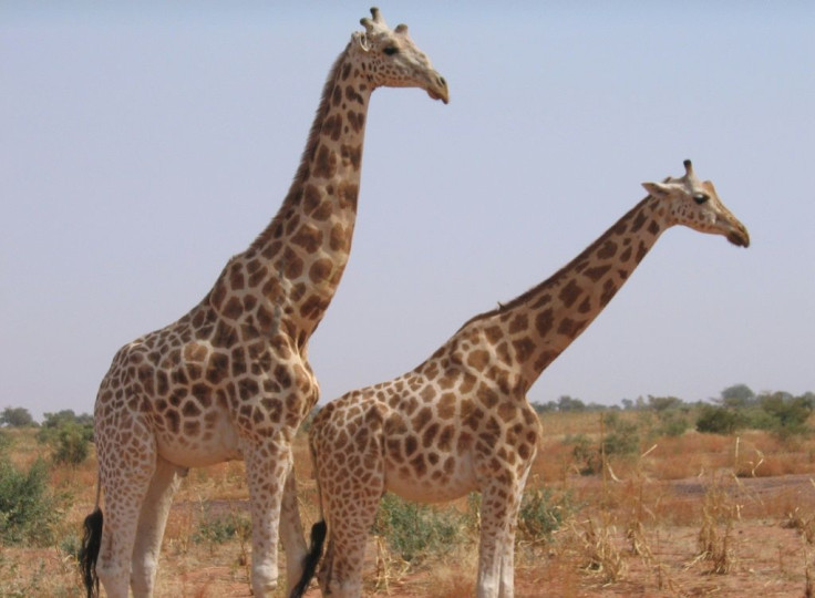 West African or Niger giraffes, the last of which are in southwestern Koure, near where the attack on French tourists took place