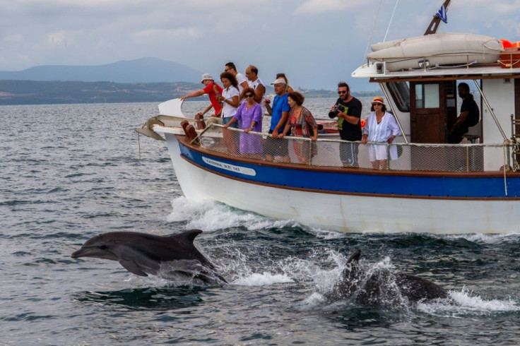 Dolphin watching is one of the activities on offer for tourists in Greece's Ambracian Gulf, which boasts a protected wetlands area