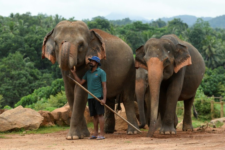 Sri Lanka's coronavirusÂ lockdownÂ has helped reduce the death toll from clashes between elephants and humans