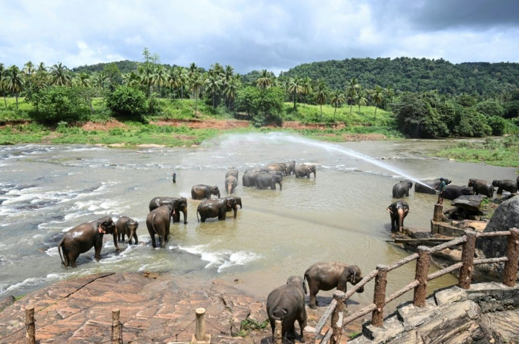 World Elephant Day is celebrated every year on August 12 to spread awareness about the preservation and protection of elephants