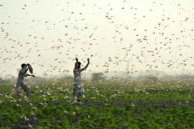 Record numbers of locusts have descended in devastating swarms across parts of Africa and Asia this year