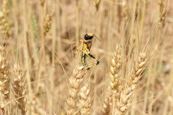 Individually, locusts are not particularly harmful, but they are hugely destructive when they form swarms