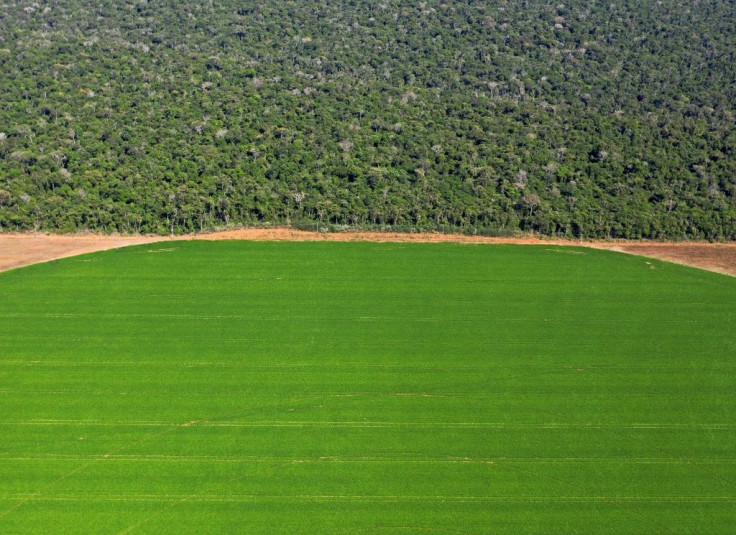 In Brazil's Sorriso region, soybean fields border the Amazon rainforest