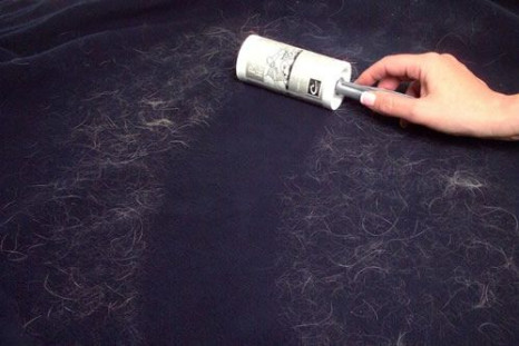 pet hair carpet