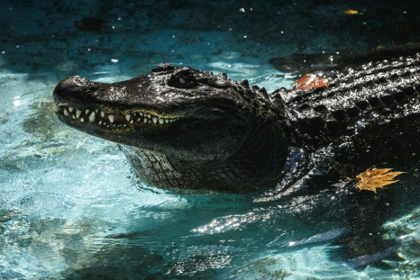 Muja has been at the zoo in Belgrade for 83 years, making him the world's oldest captive alligator