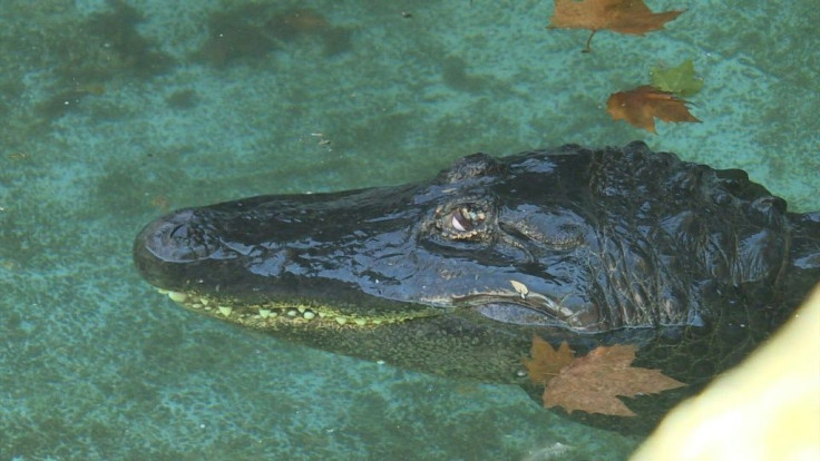 Muja has lived through multiple bombing campaigns and several countries -- all while never leaving a tiny pool in Belgrade's zoo for 83 years, making him the world's oldest captive alligator