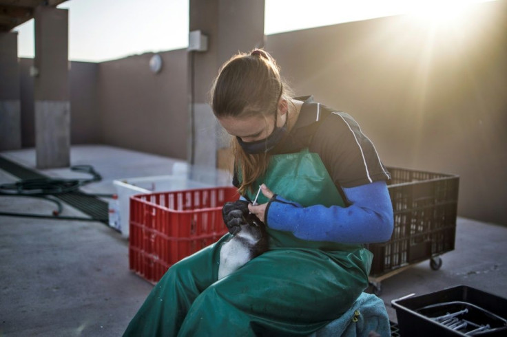 Over three decades, African penguins have fallen in number by more than 60 percent