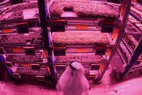 Al-Badia market garden farm produces an array of vegetable crops in multi-storey format, carefully controlling light and irrigation as well as recycling 90 percent of the water it uses