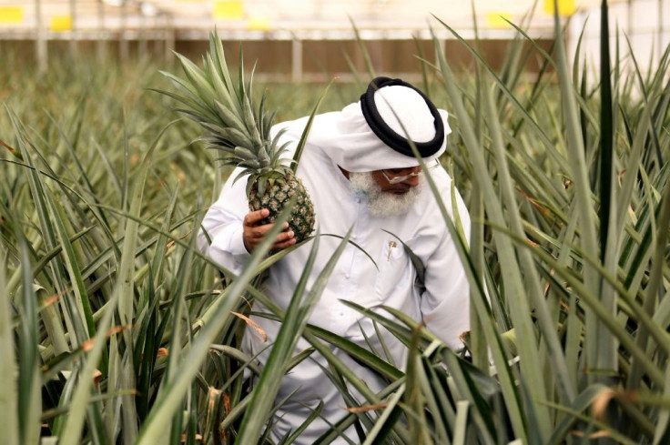 Abdellatif al-Banna is an independent farmer joining the innovation drive, growing pineapples in greenhouses using hydroponics and selling his production via an internet platform