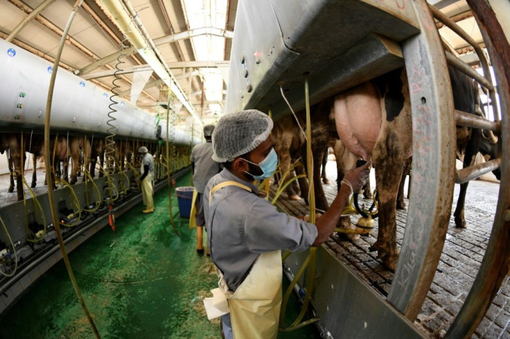 Not far from Dubai's coastline and glitzy skyscrapers, several farms raise cows in air-conditioned sheds that help provide the local market with dairy products