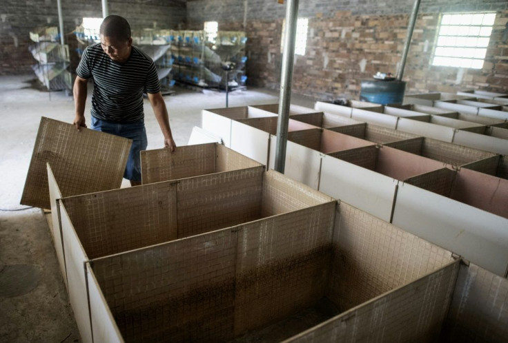 Bamboo rat farmer Huang Guohua dismantles cages inside his farm in central China's Hunan province