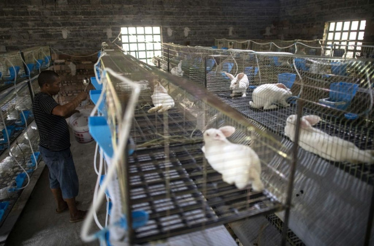 Former bamboo rat farmer Huang Guohua feeds his rabbits after Beijing's wildlife ban forced him to give up his bamboo rat business