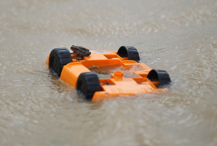Toad sits on a child&#039;s toy amidst flood waters after Cyclone Yasi passed, in the northern Australian town of Cowley Beach