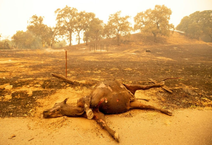 A dead cow lays alongside a smoldering field in Vacaville, California