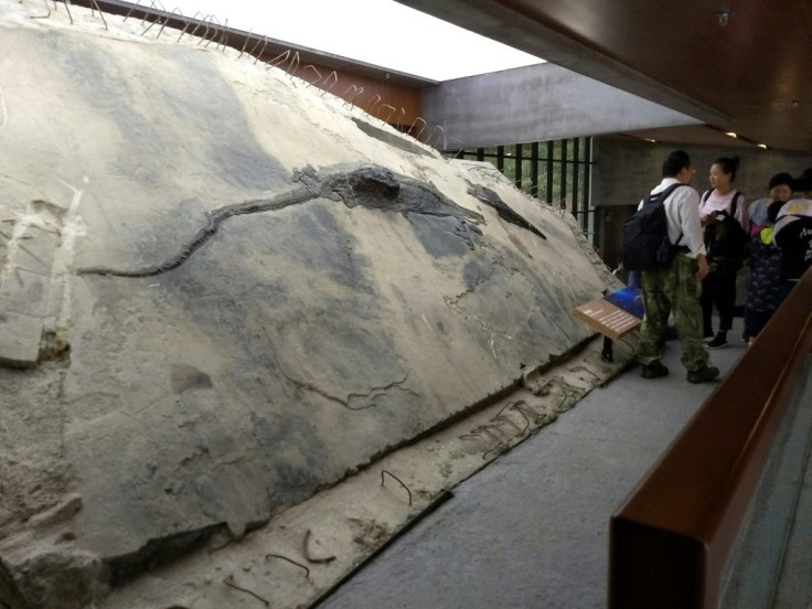 An ichthyosaur specimen with its stomach contents visible as a block that extrudes from its body is displayed near the entrance of the Xingyi Geopark Museum in Wusha District, Xingyi City, Guizhou Province, China