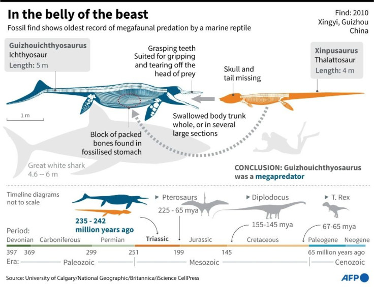 While researchers can't know for certain whether the four-meter (13-foot) long thalattosaur was hunted or scavenged by the five-meter long ichthyosaur, certain signs suggest it met a violent end