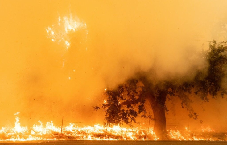 Flames and smoke overtake a tree as the LNU Lightning Complex fire continues to spread in Fairfield, California on August 19, 2020