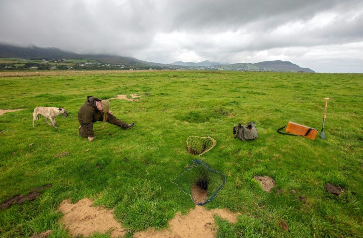 Professional rabbit catcher Steven McGonigal, 37, and his dog, Fudge, work the traditional way, with ferrets and nets