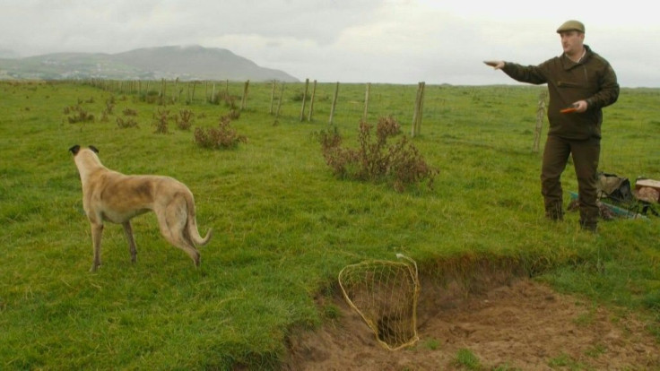 Steven McGonigal is the last traditional rabbit catcher in Ireland. He uses a dog to find warrens and ferrets to flush rabbits out before dispatching them by hand. Though distasteful to some, he believes the old ways are more environmentally friendly than