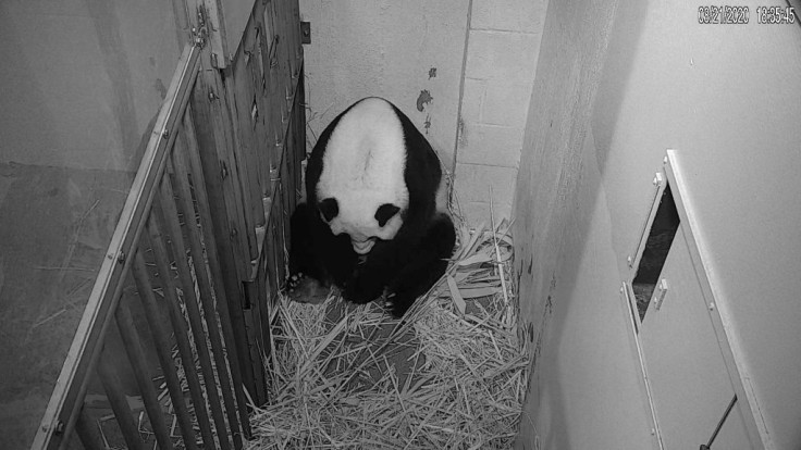 This image released by the Smithsonian's National Zoo in Washington, DC shows giant panda Mei Xiang after giving birth to a cub on August 21, 2020