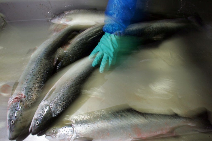 The Chilean salmon industry is the second largest in the world
