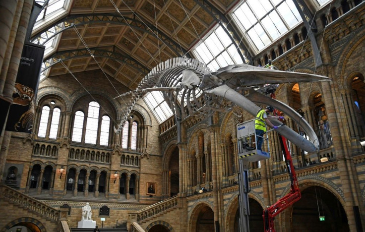 The Natural History Museum, with its array of dinosaur skeletons, remains one of London's biggest draws