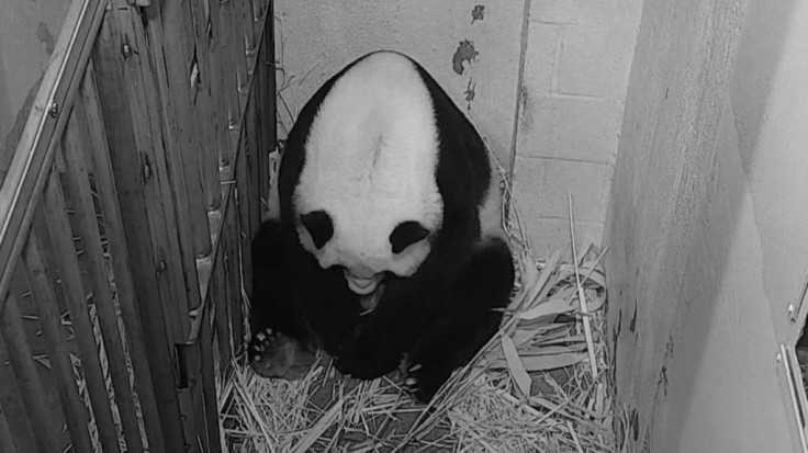 Mei Xiang, the Washington DC National Zoo's female giant panda, gave birth to a cub and is caring for it, the zoo announces. "Mei Xiang picked the cub up immediately and began cradling and caring for it," the Zoo staff said in a statement.