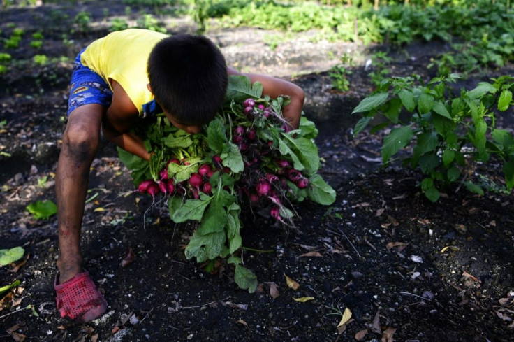 A boy collects radishes in the El Chaparral community garden