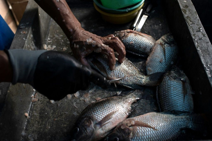 Church caretaker Roberto Rivas prepares fish bred in a pond to be sold to parishioners and visitors in Santa Ana, El Salvador