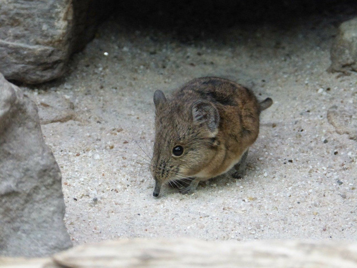 Elephant Shrew