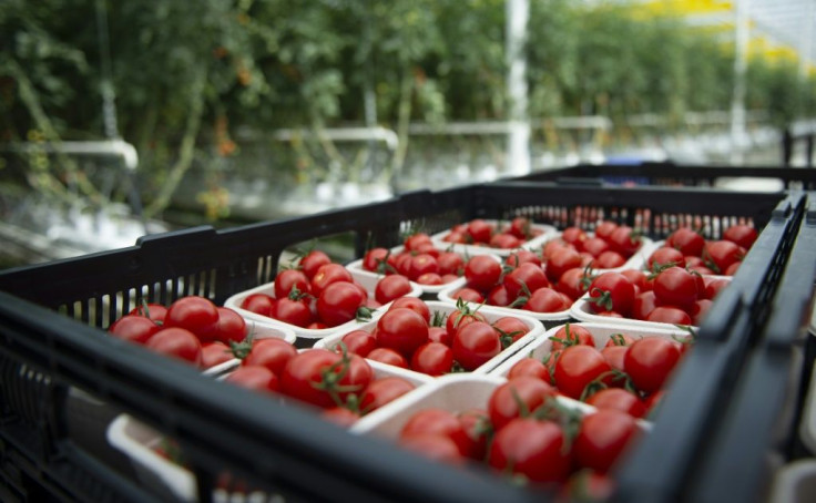 Tomatoes are viewed at Lufa Farms, a company that just opened what it says is the world's largest commercial rooftop greenhouse in Montreal