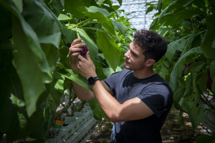 Lufa Farms spokesman Thibault Sorret shows off vegetables grown at what it says is the world's largest commercial rooftop greenhouse in Montreal