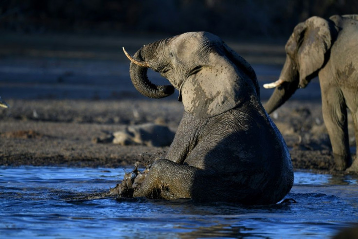 There are around 400,000 African elephants in the wild today