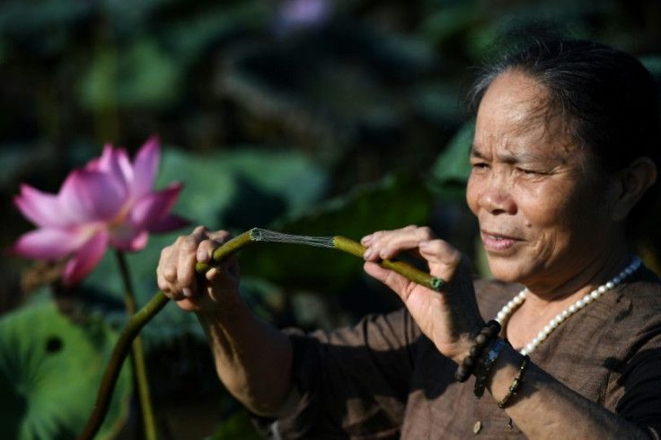 Phan Thi Thuan checks a lotus stem that will be processed into a rare type of silk at a pond in Hanoi