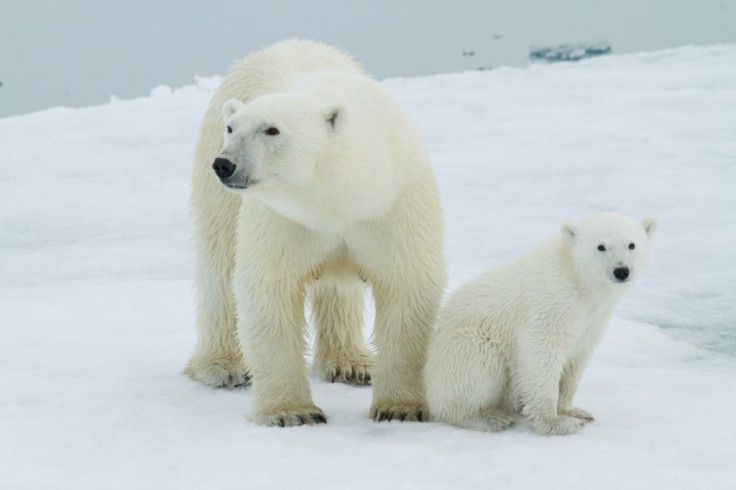 There are an estimated 1,000 polar bears in the Svalbard archipelago