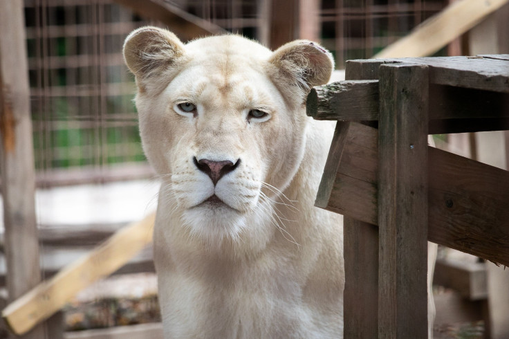 lioness