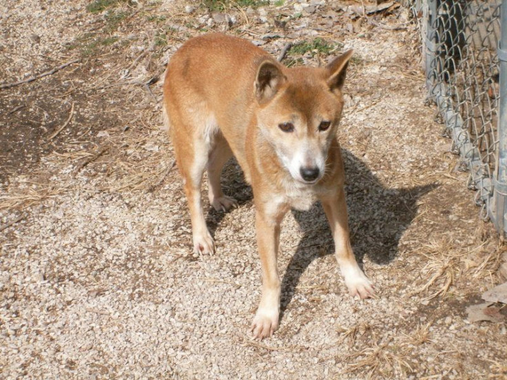 New Guinea Singing Dog