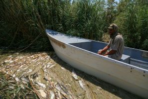 An Iraqi fisherman makes his way through dead fish and plants in the Delmaj marsh, east of the city of Diwaniyah, in southern Iraq