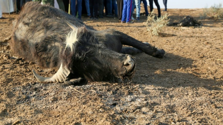 Water buffalo have also fallen victim in a mysterious episode that has seen fish stocks decimated in Iraq's southern marshlands