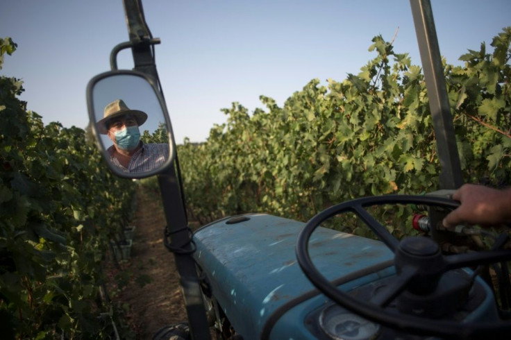 Despite what else may be going on in the world, harvesting the land "just won't wait", says winegrower Friedrich Schatz, who goes by the name Federico